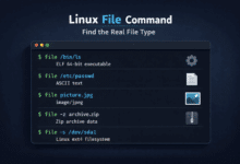 Linux file Command Showing Real File Type Detection in Terminal