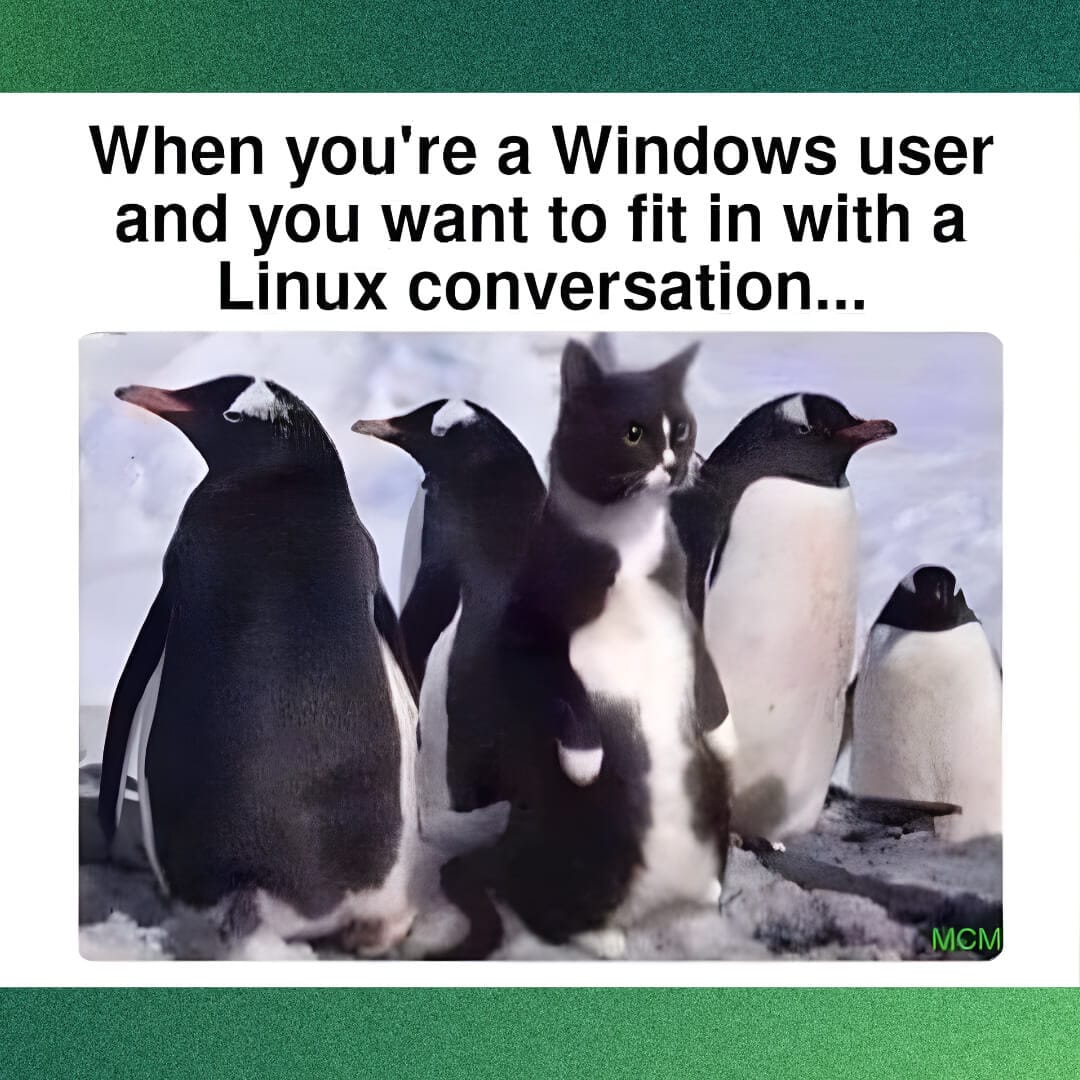 Meme del gato impostor del usuario de Windows